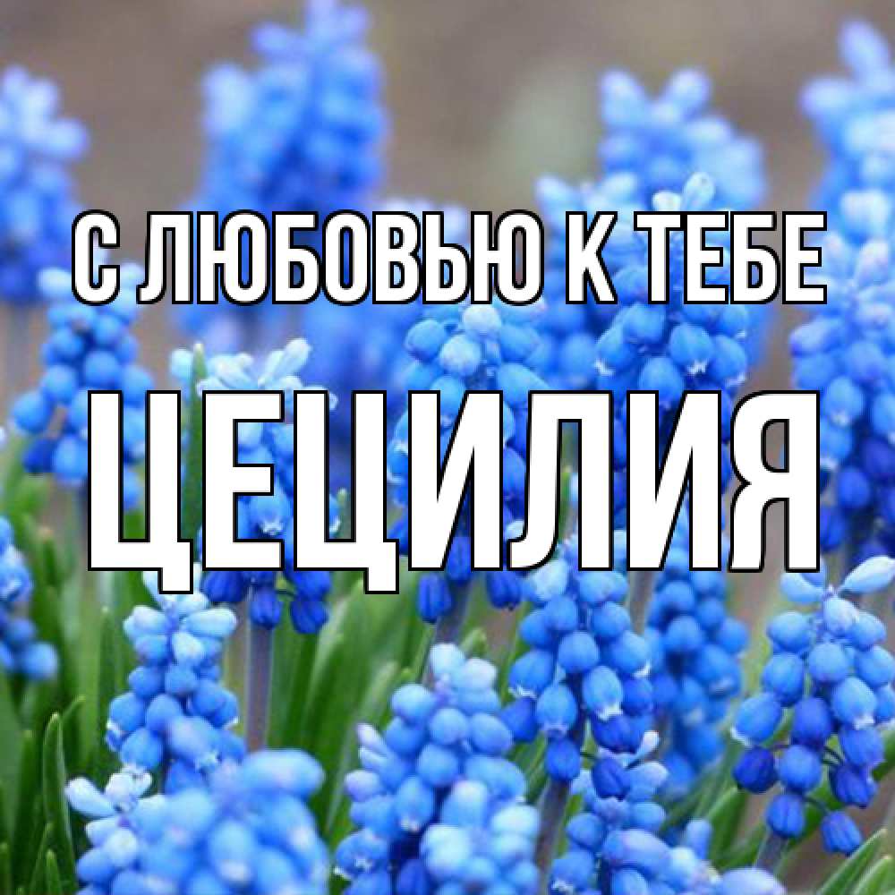 Открытка  с именем. Цецилия, С любовью к тебе  