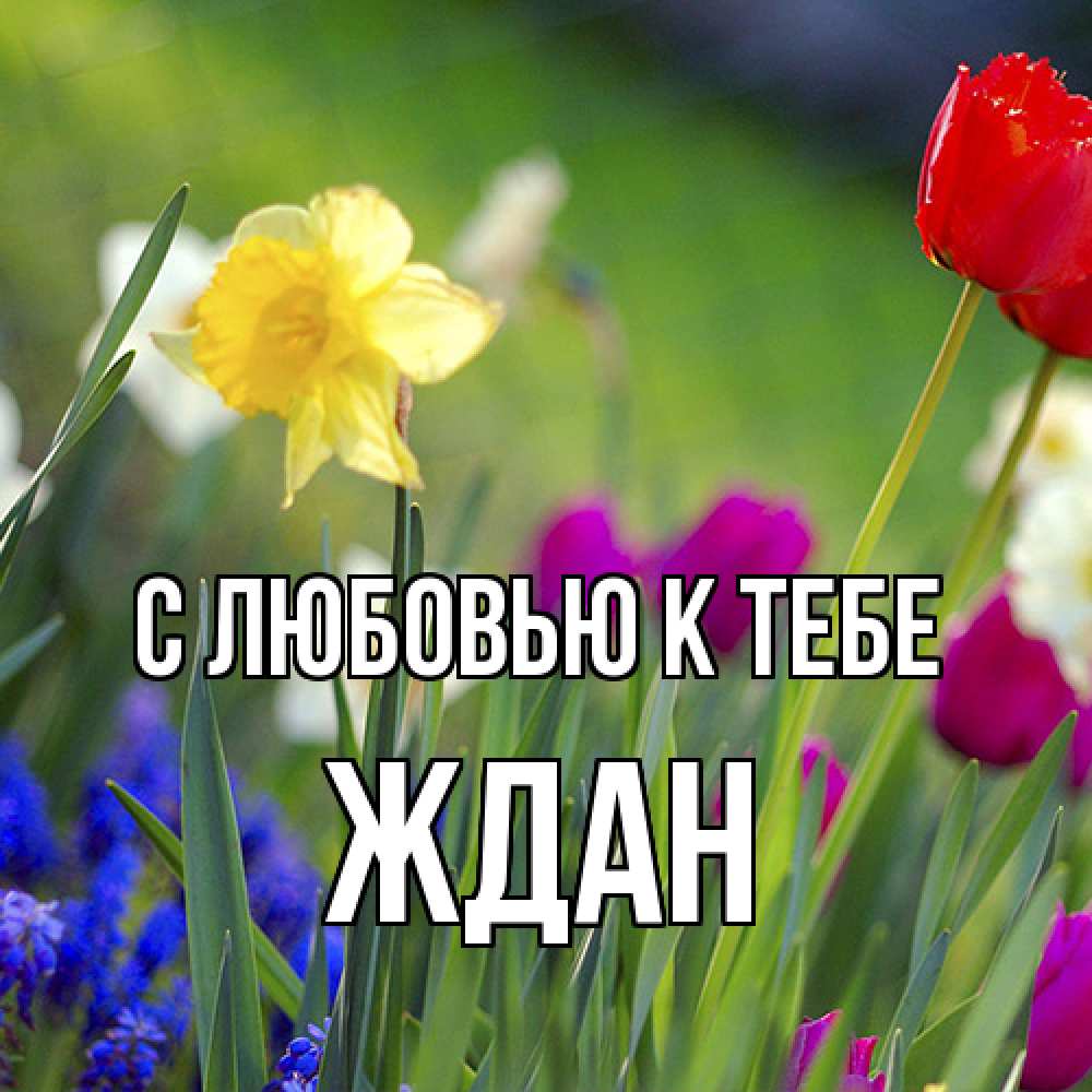 Открытка  с именем. Ждан, С любовью к тебе  