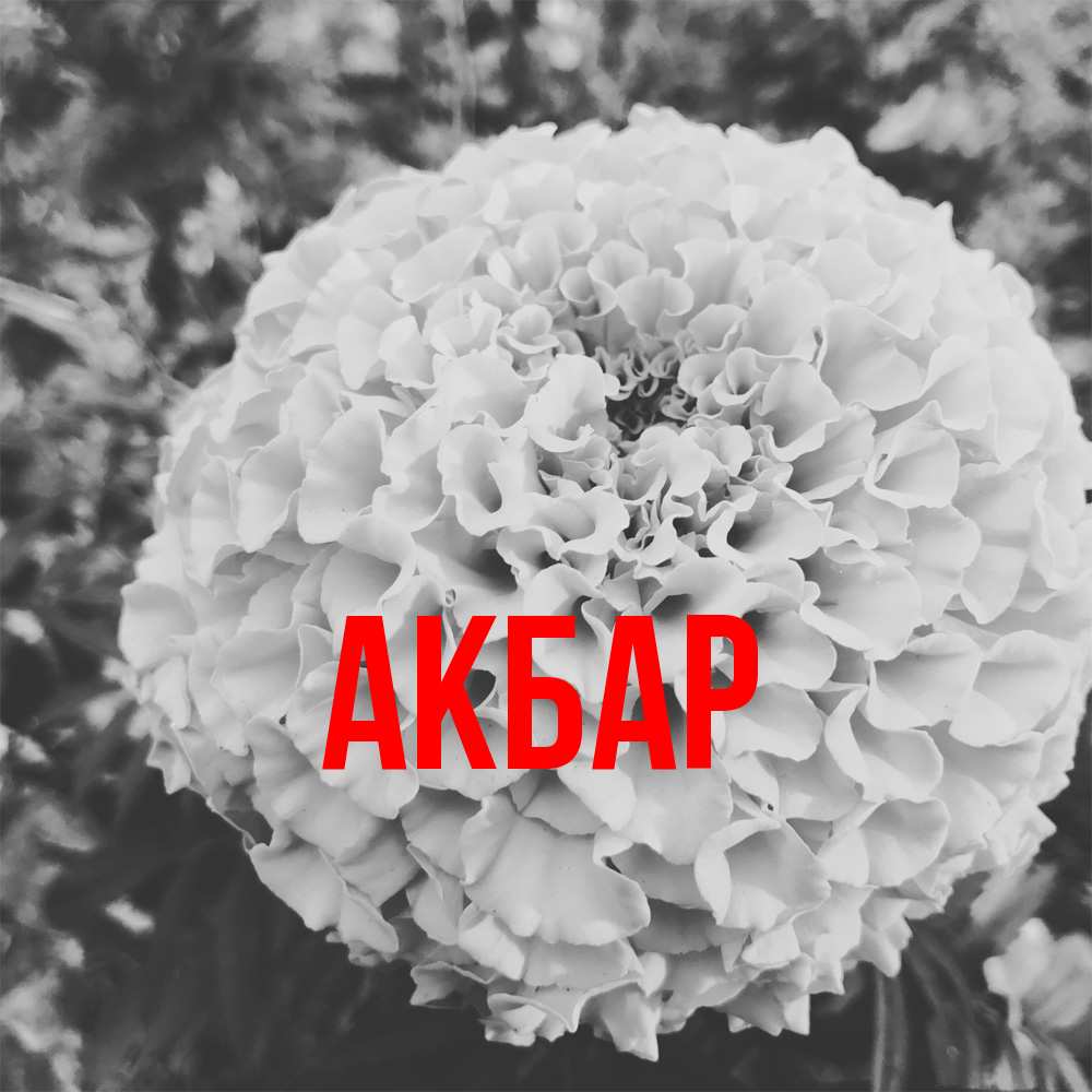 Открытка  с именем. Акбар, Главная  