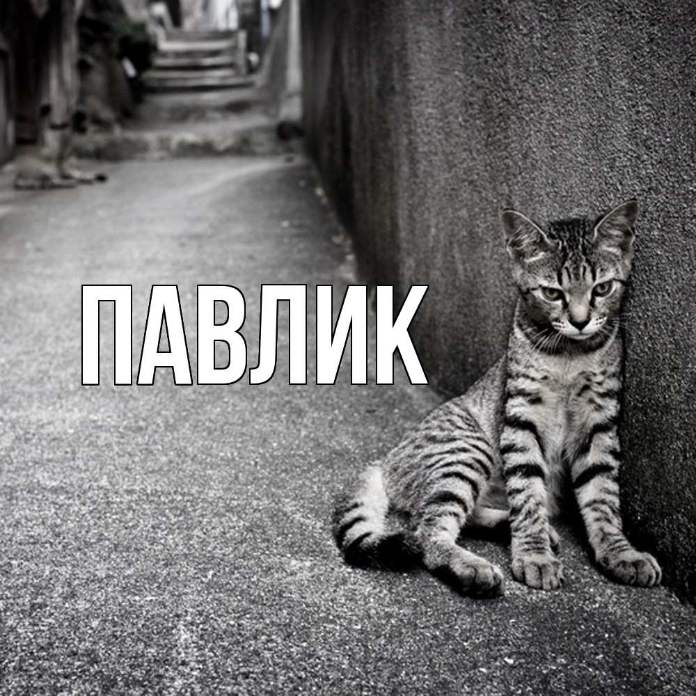 Открытка  с именем. Павлик, Главная  