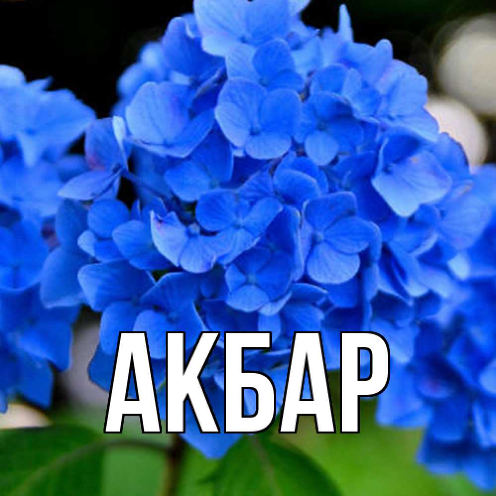 Открытка  с именем. Акбар, Главная  