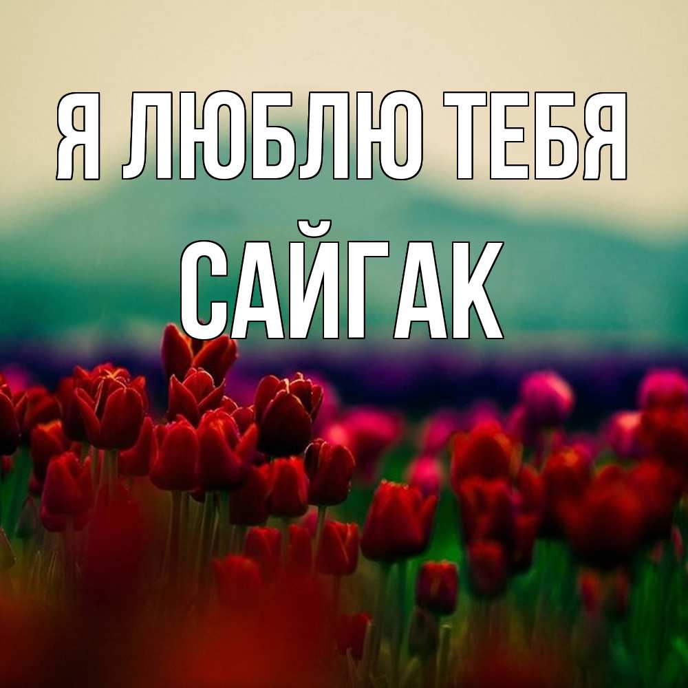 Открытка  с именем. Сайгак, Я люблю тебя  