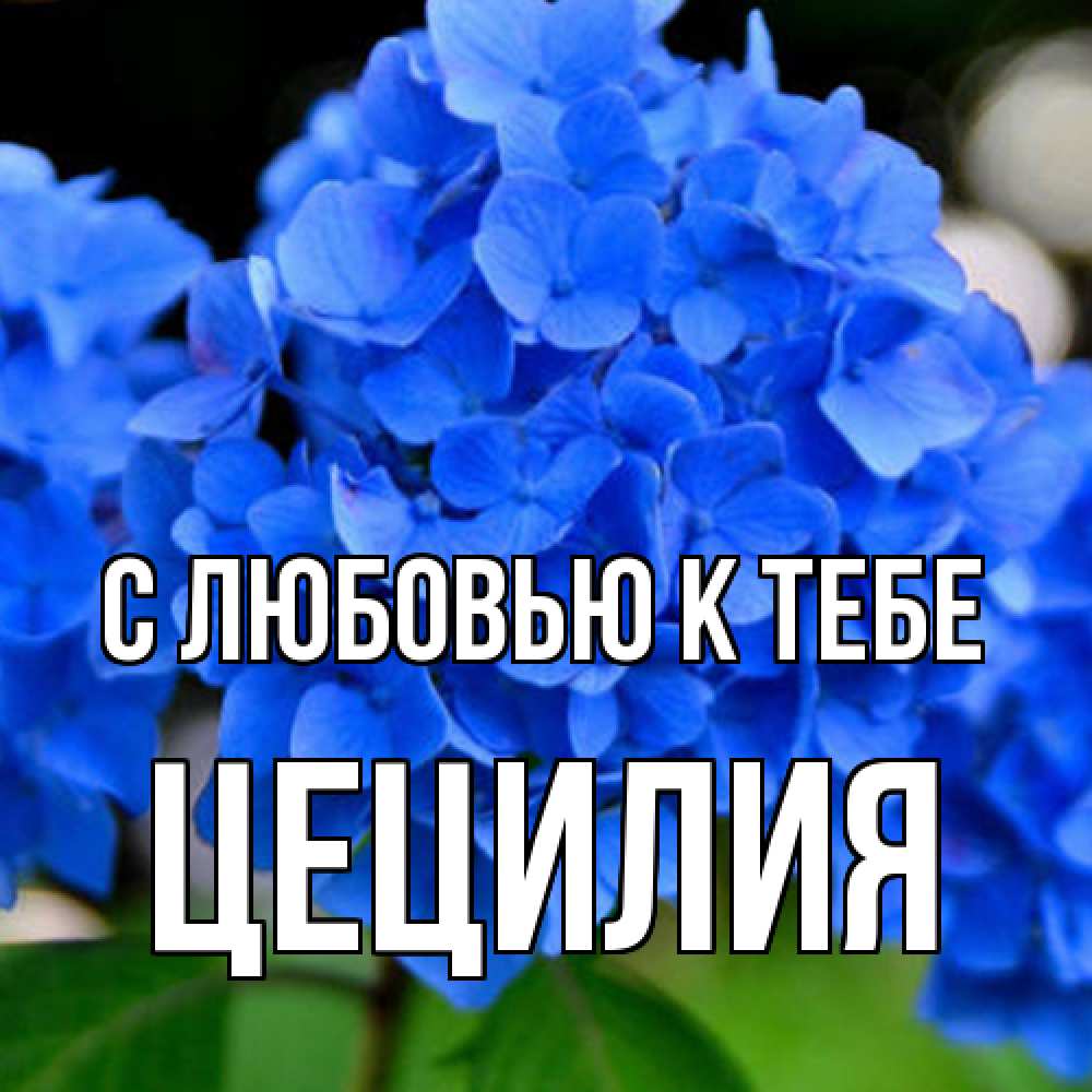 Открытка  с именем. Цецилия, С любовью к тебе  