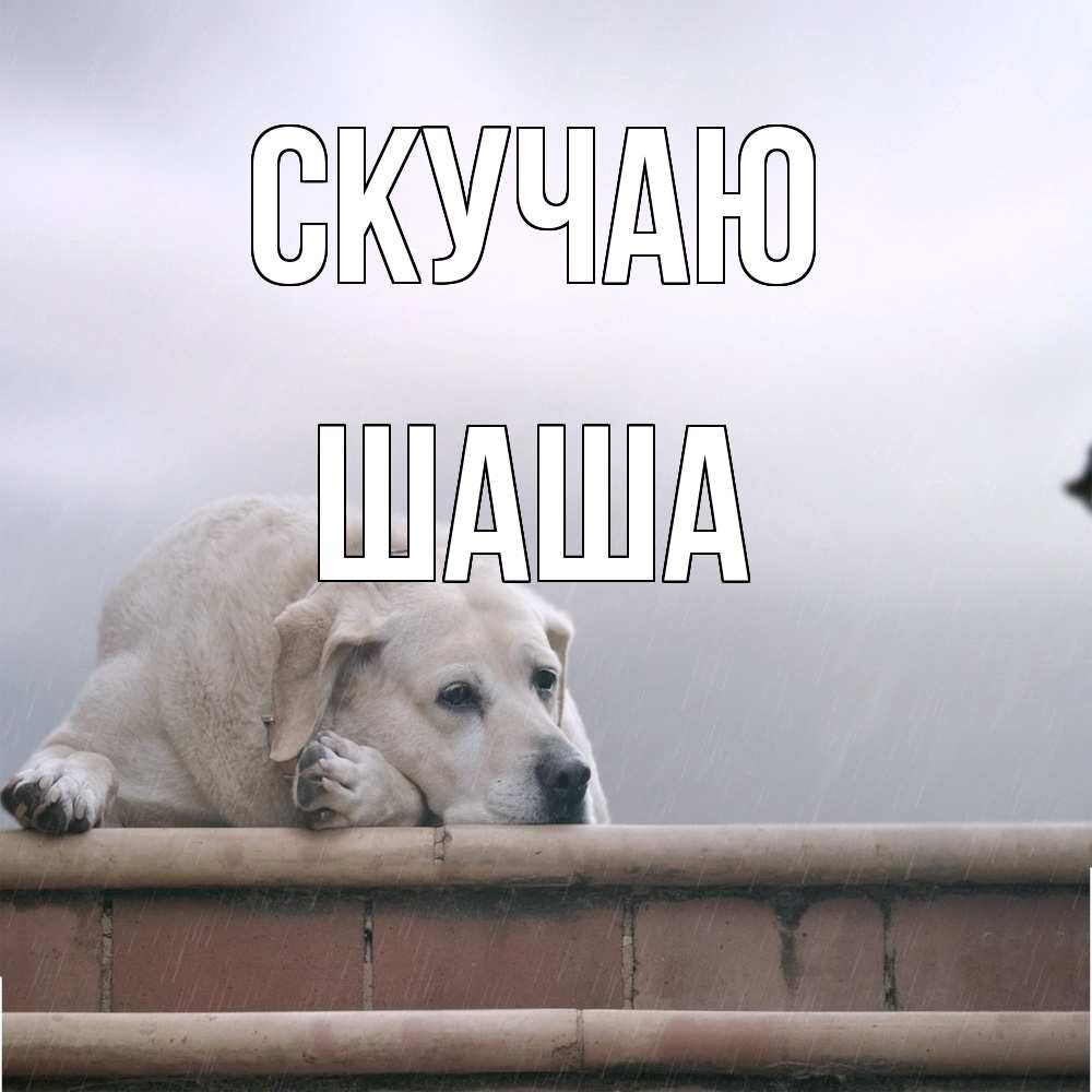 Открытка  с именем. Шаша, Скучаю  