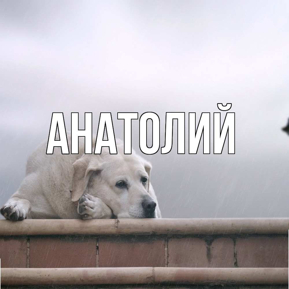 Открытка  с именем. Анатолий, Главная  
