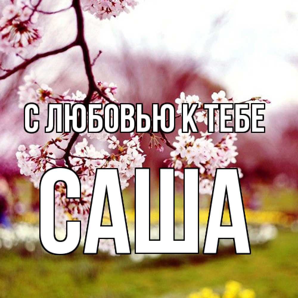 Открытка  с именем. Саша, С любовью к тебе  