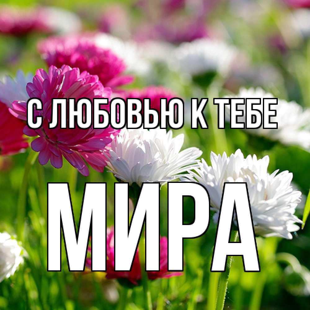 Открытка  с именем. Мира, С любовью к тебе  