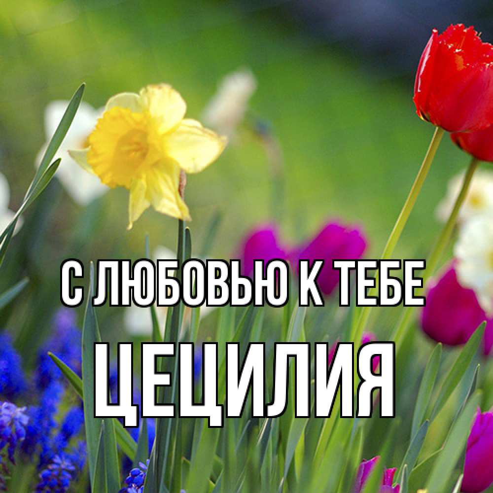 Открытка  с именем. Цецилия, С любовью к тебе  