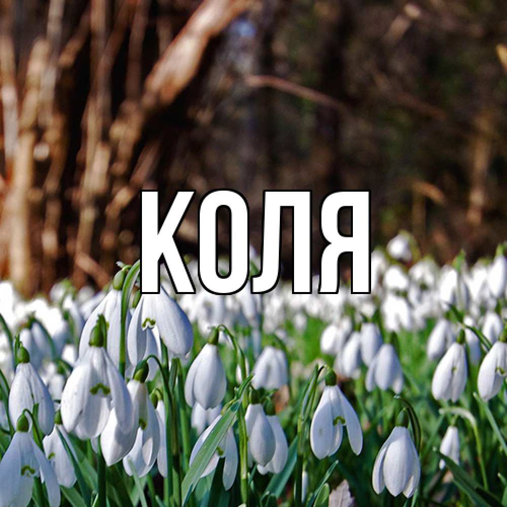 Открытка  с именем. коля, Главная  