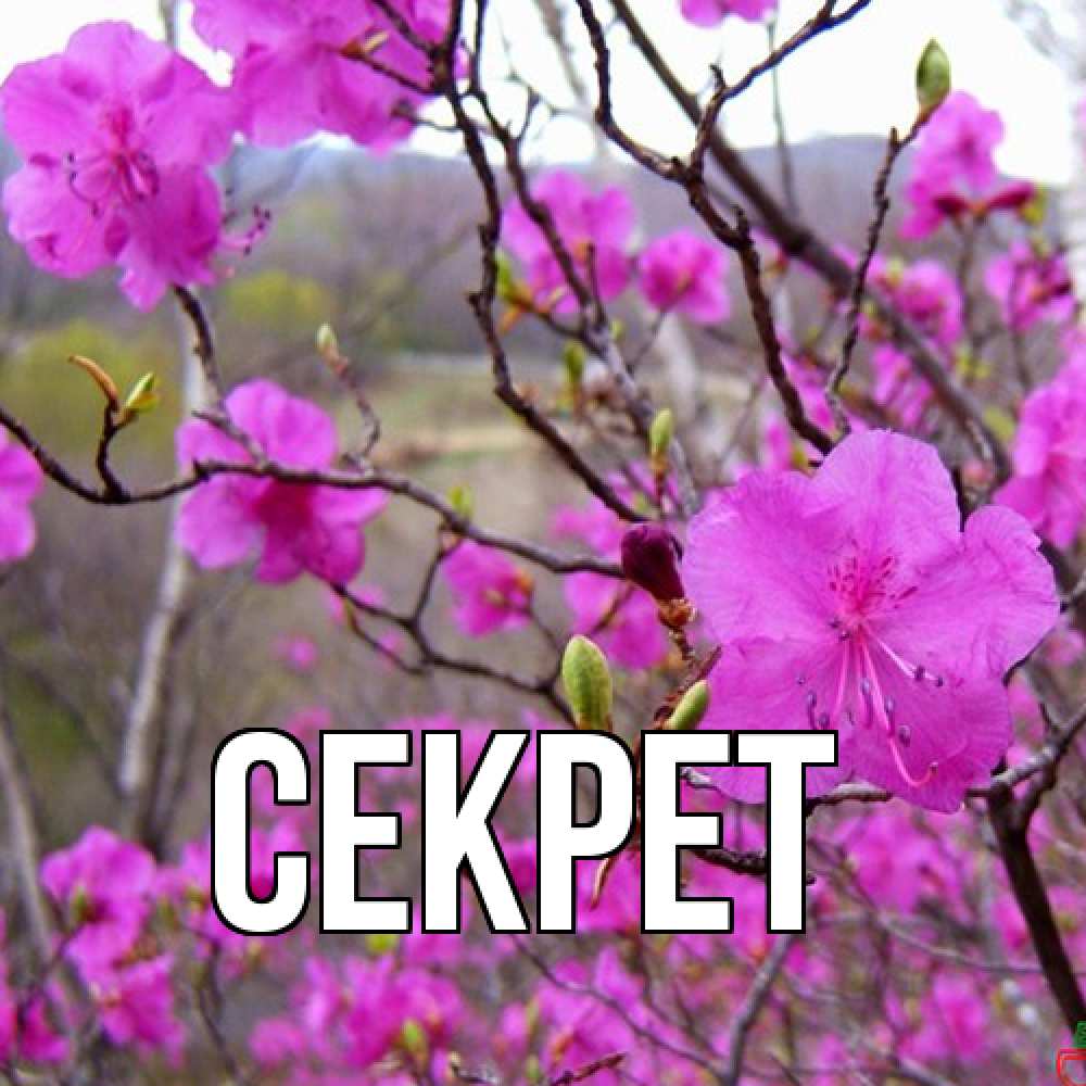 Открытка  с именем. Секрет, Главная  