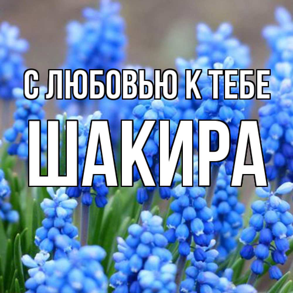 Открытка  с именем. Шакира, С любовью к тебе  