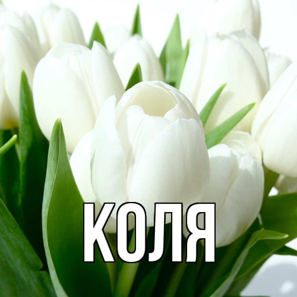 Открытка  с именем. коля, Главная  