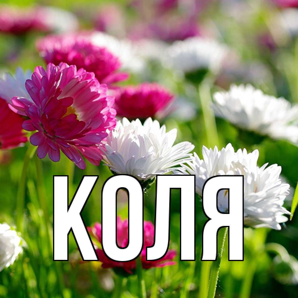 Открытка  с именем. коля, Главная  