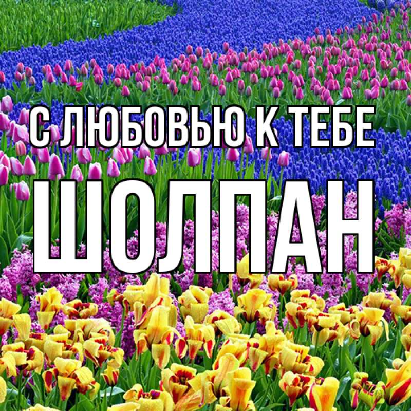 Картинка С любовью к тебе, Шолпан