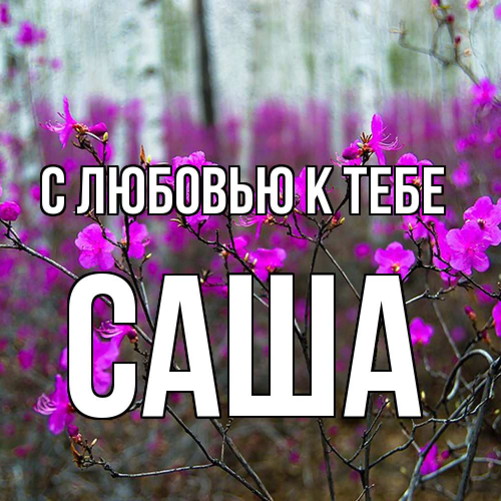 Открытка  с именем. Саша, С любовью к тебе  