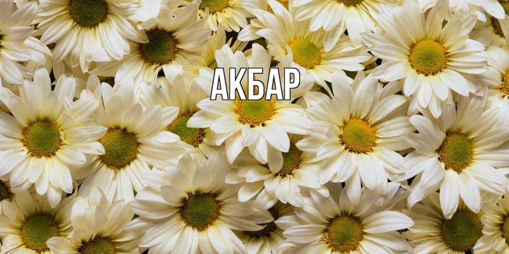 Открытка  с именем. Акбар, Главная  