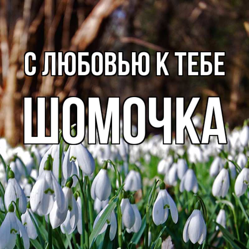 Картинка С любовью к тебе, Шомочка