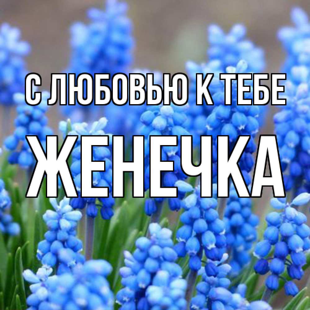Открытка  с именем. Женечка, С любовью к тебе  