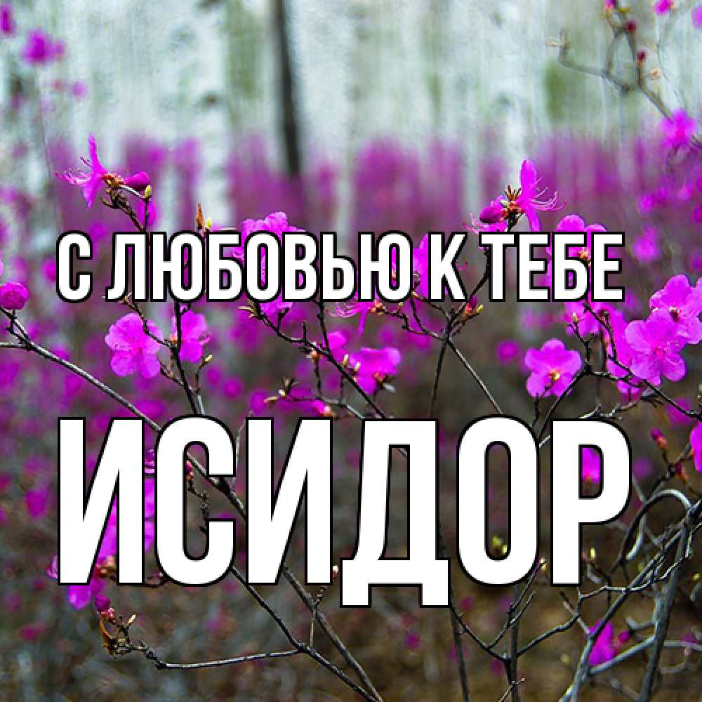 Открытка  с именем. Исидор, С любовью к тебе  