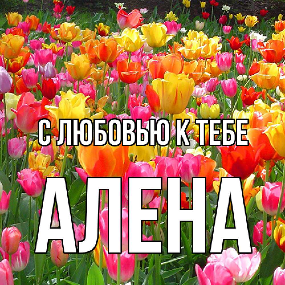 Открытка  с именем. Алена, С любовью к тебе  