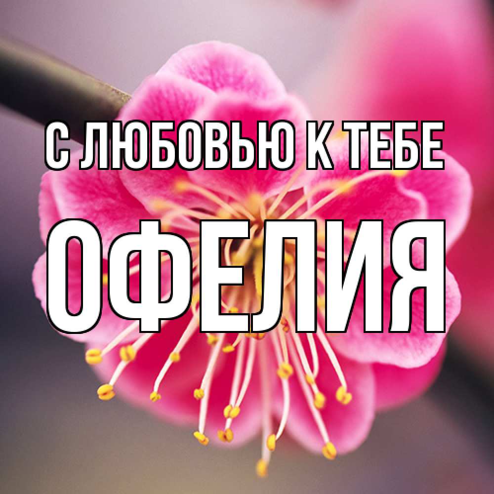 Открытка  с именем. Офелия, С любовью к тебе  