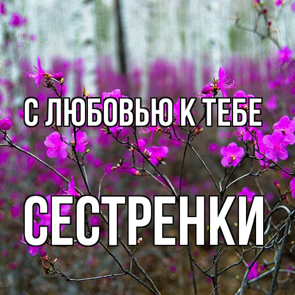 Открытка  с именем. Сестренки, С любовью к тебе  