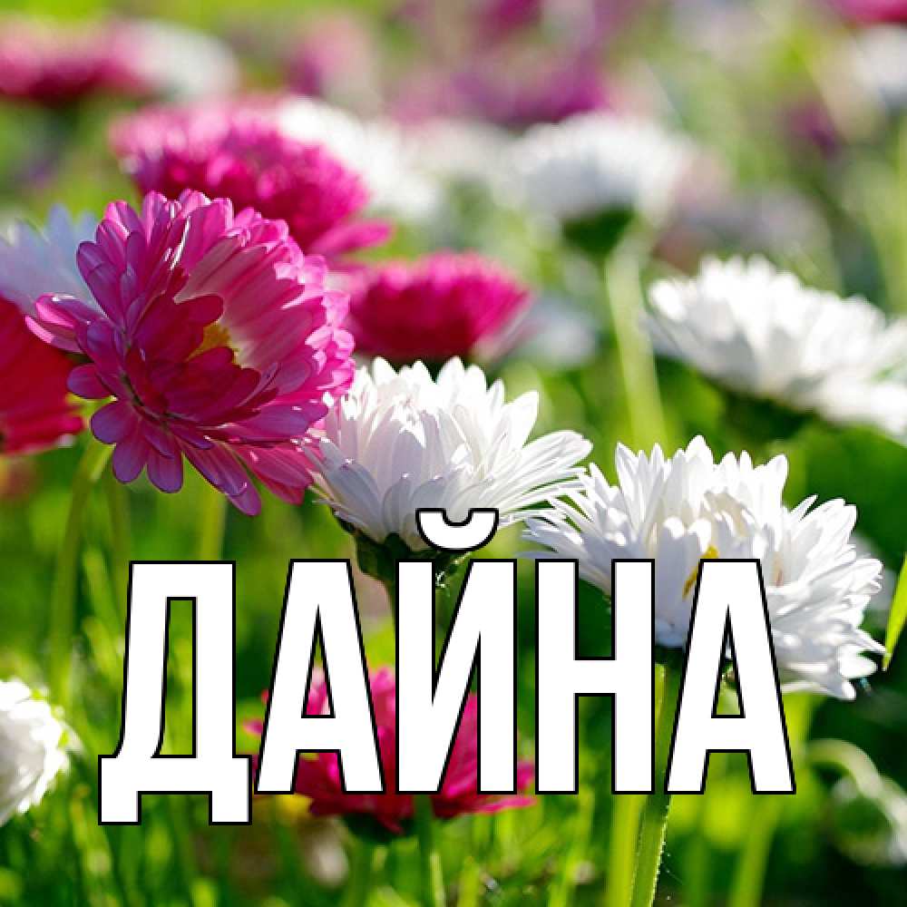 Открытка  с именем. Дайна, Главная  