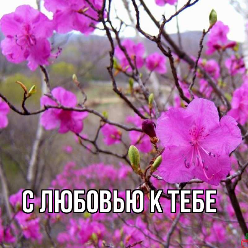 Картинка С любовью к тебе, 
