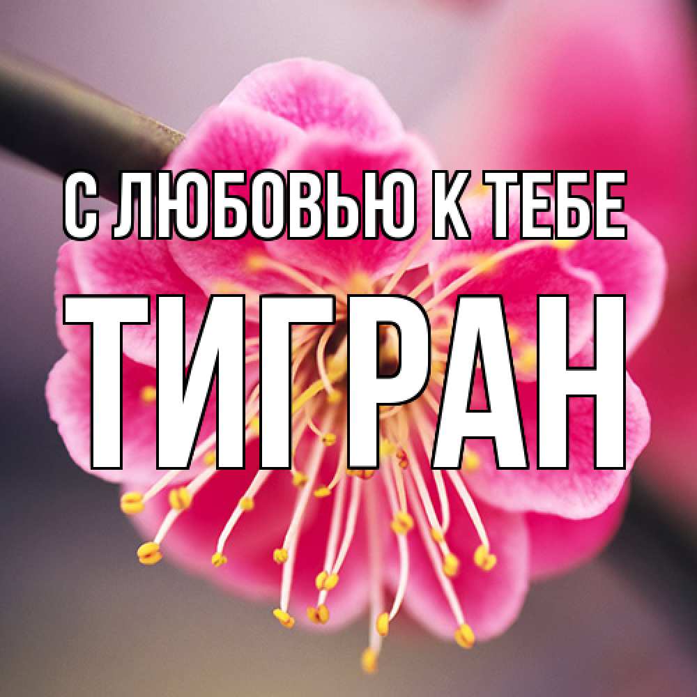 Открытка  с именем. Тигран, С любовью к тебе  