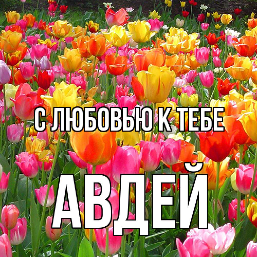 Открытка  с именем. Авдей, С любовью к тебе  