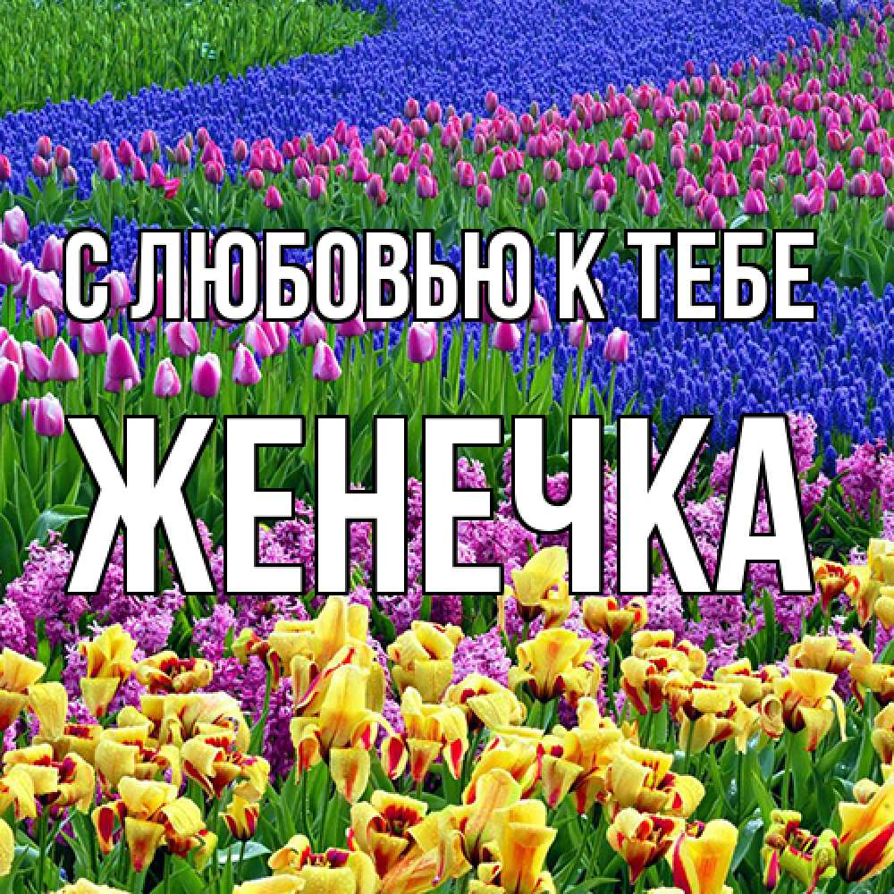 Открытка  с именем. Женечка, С любовью к тебе  