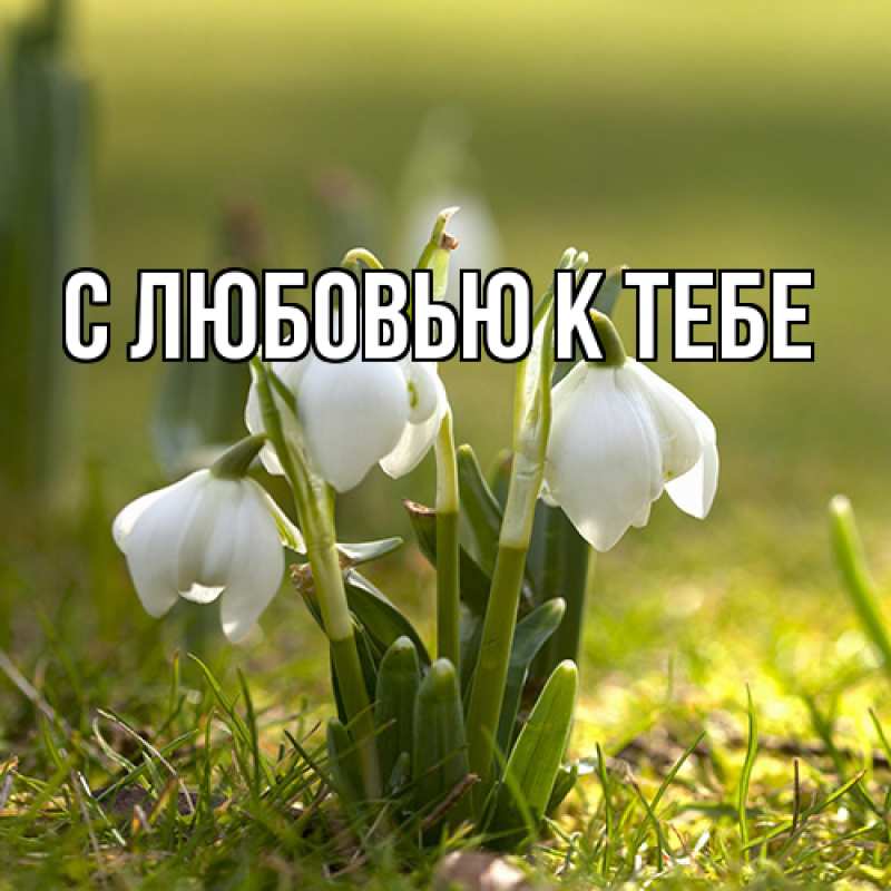 Картинка С любовью к тебе, 