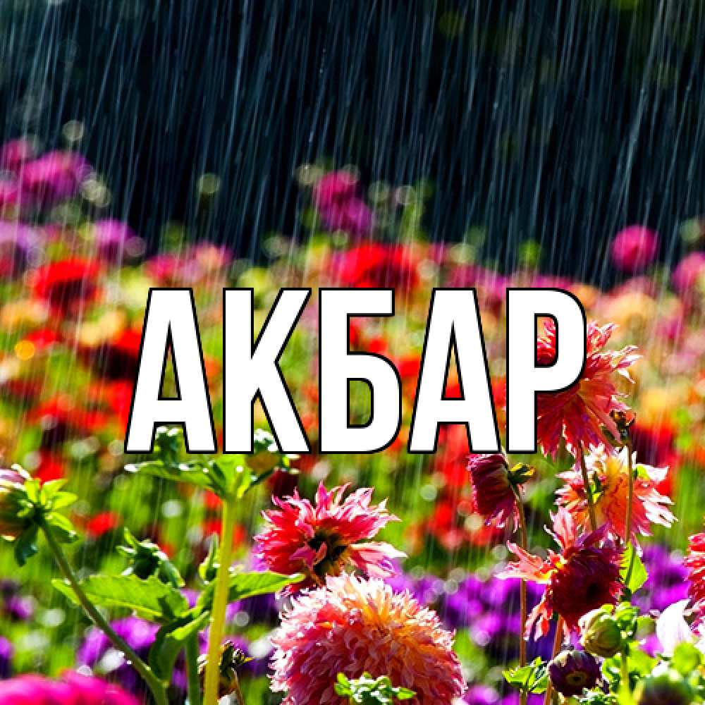 Открытка  с именем. Акбар, Главная  