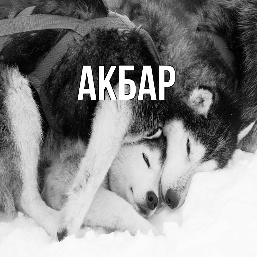 Открытка  с именем. Акбар, Главная  