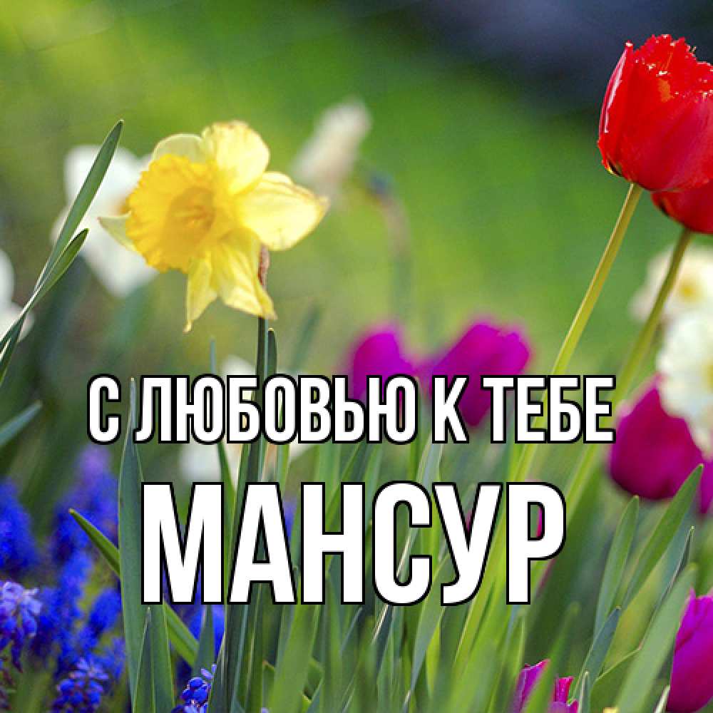 Открытка  с именем. Мансур, С любовью к тебе  