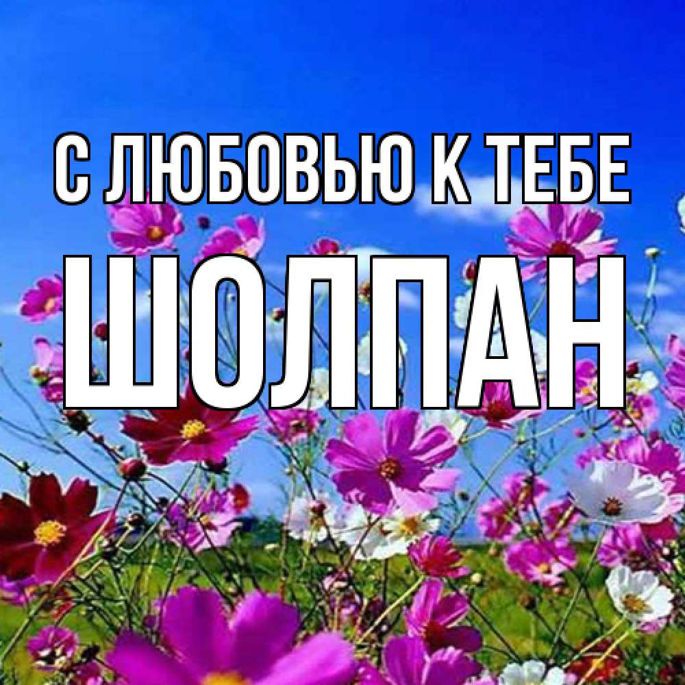 Открытка  с именем. Шолпан, С любовью к тебе  