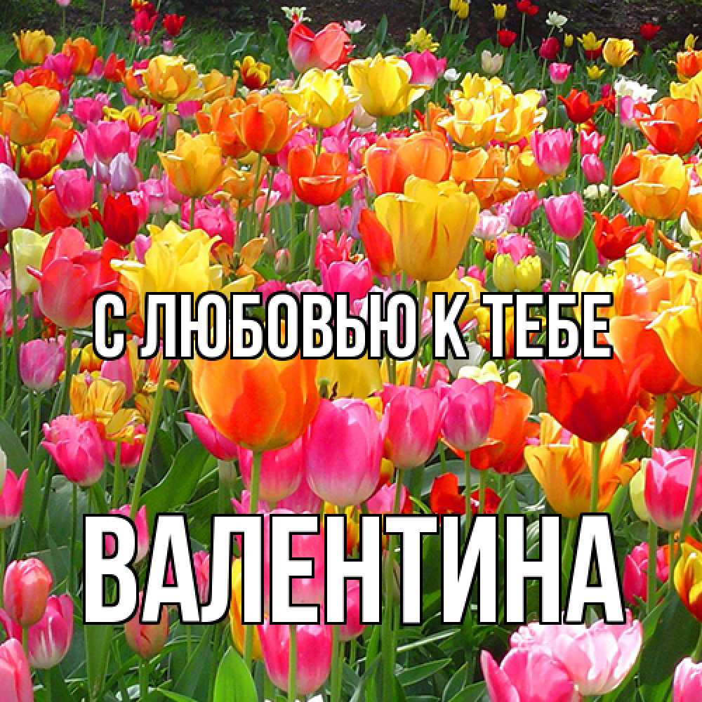 Открытка  с именем. валентина, С любовью к тебе  