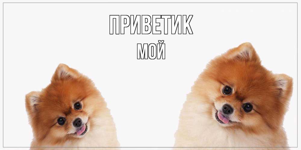 Открытка  с именем. Мой, приветик  