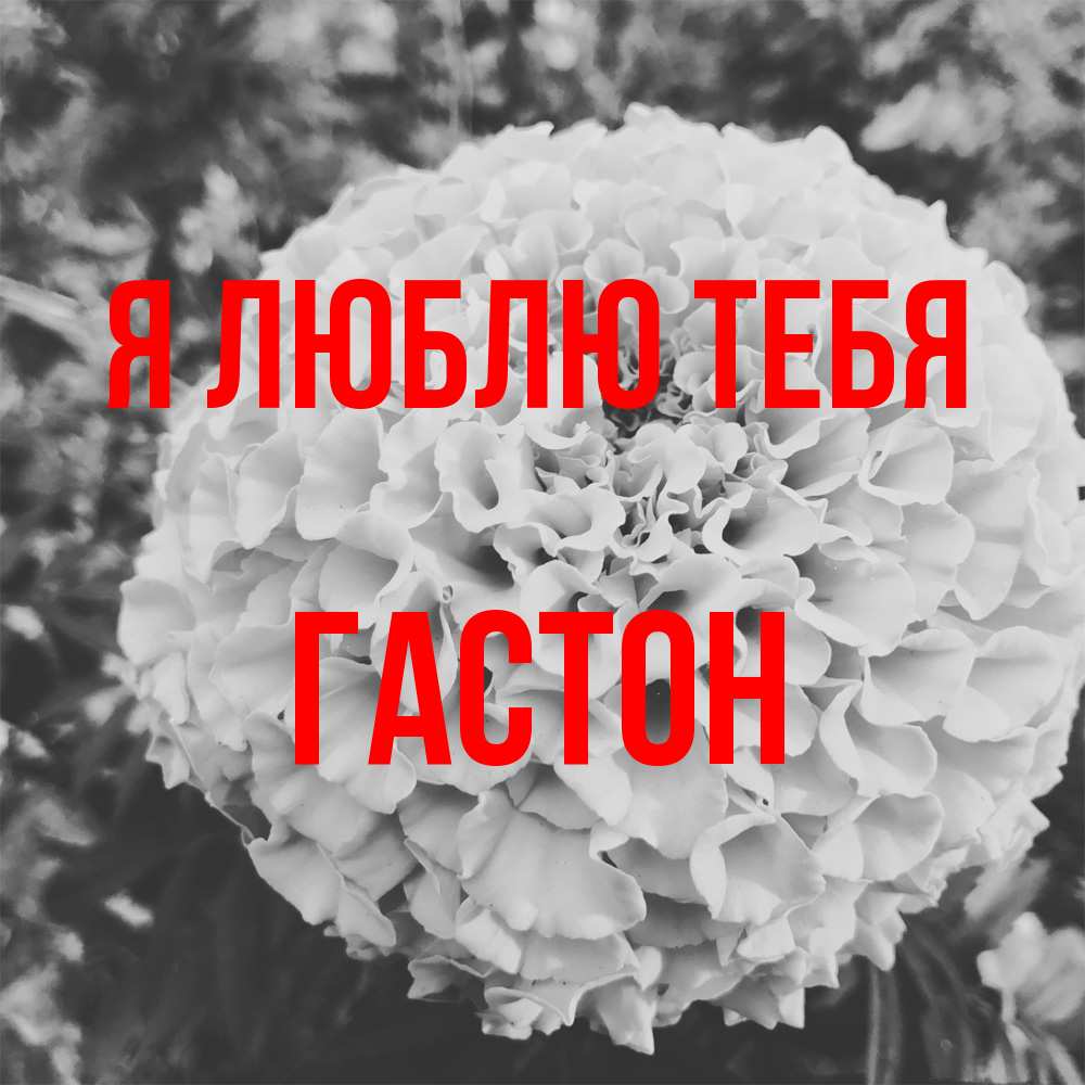 Открытка  с именем. Гастон, Я люблю тебя  