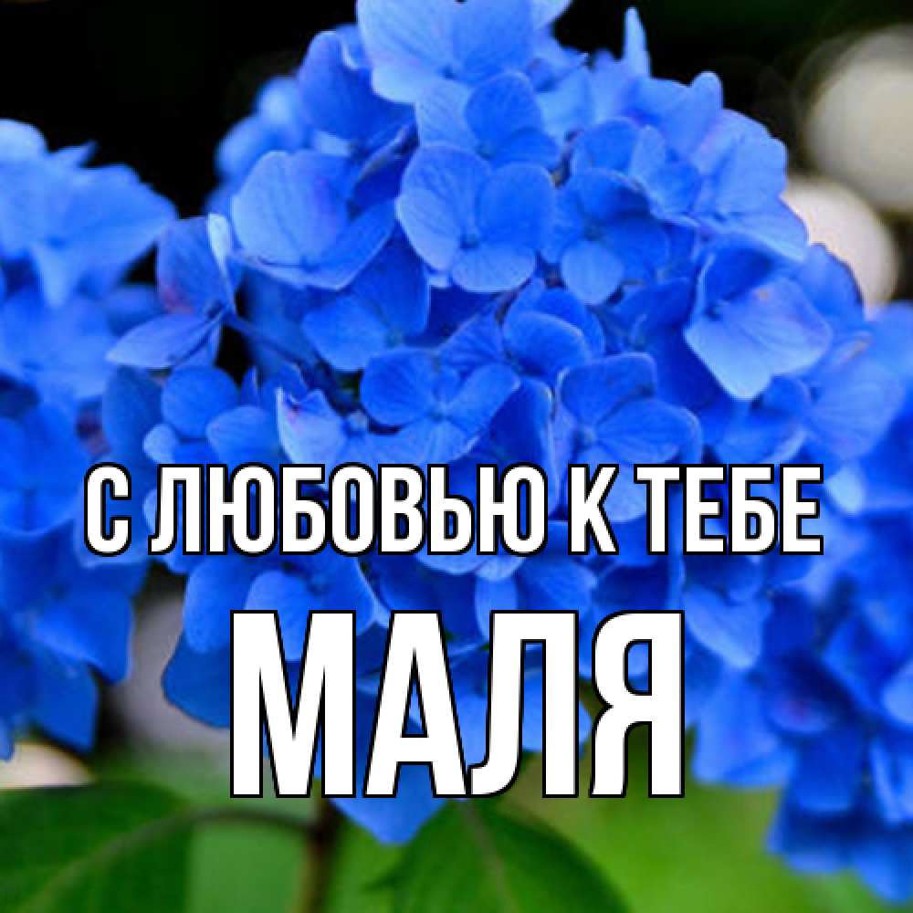 Открытка  с именем. Маля, С любовью к тебе  