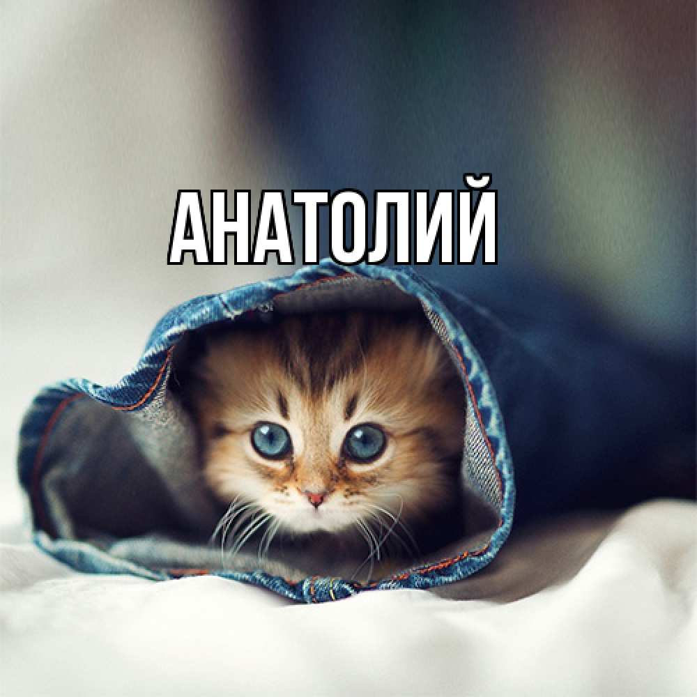 Открытка  с именем. Анатолий, Главная  