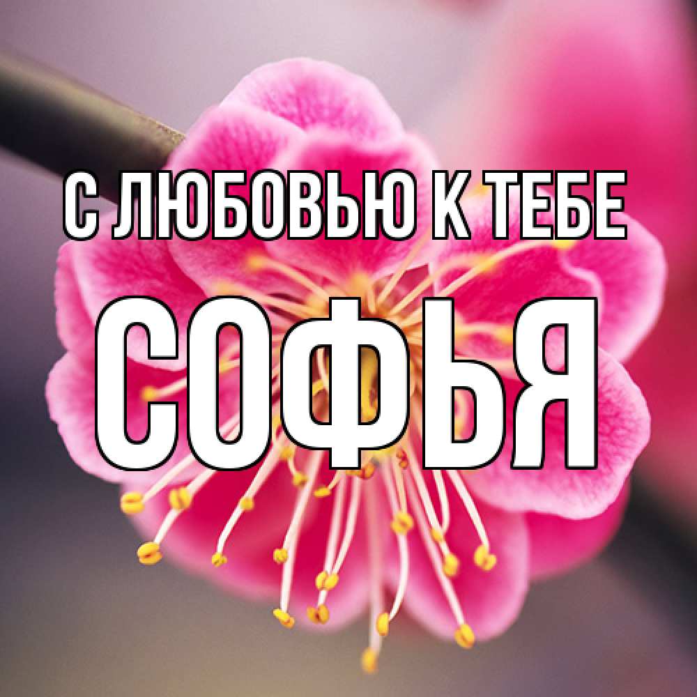 Открытка  с именем. Софья, С любовью к тебе  