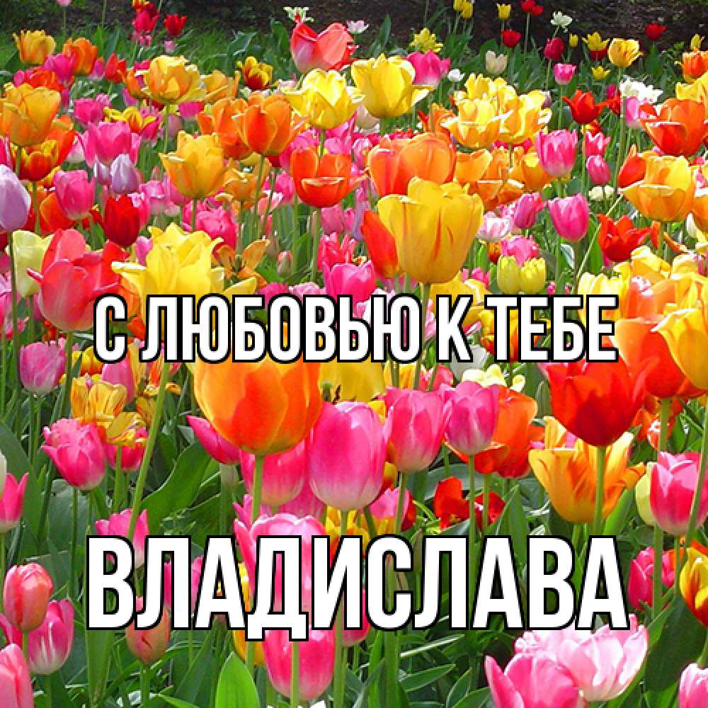 Открытка  с именем. Владислава, С любовью к тебе  