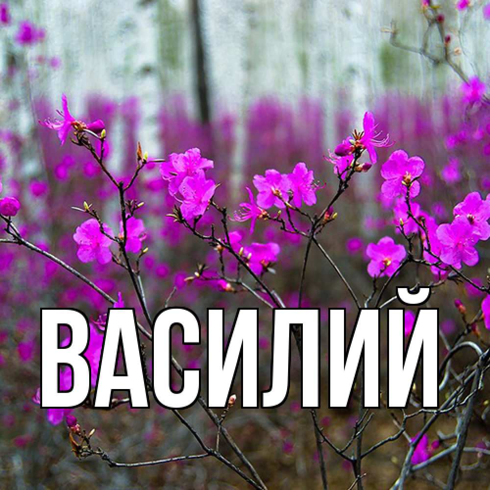 Открытка  с именем. Василий, Главная  
