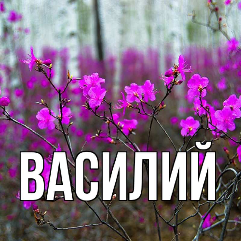 Картинка  с именем , Василий