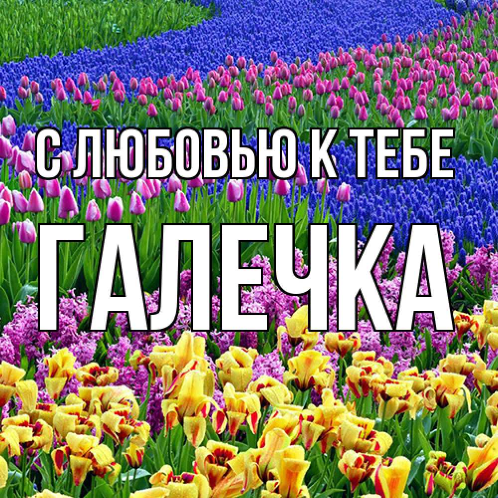 Открытка  с именем. Галечка, С любовью к тебе  