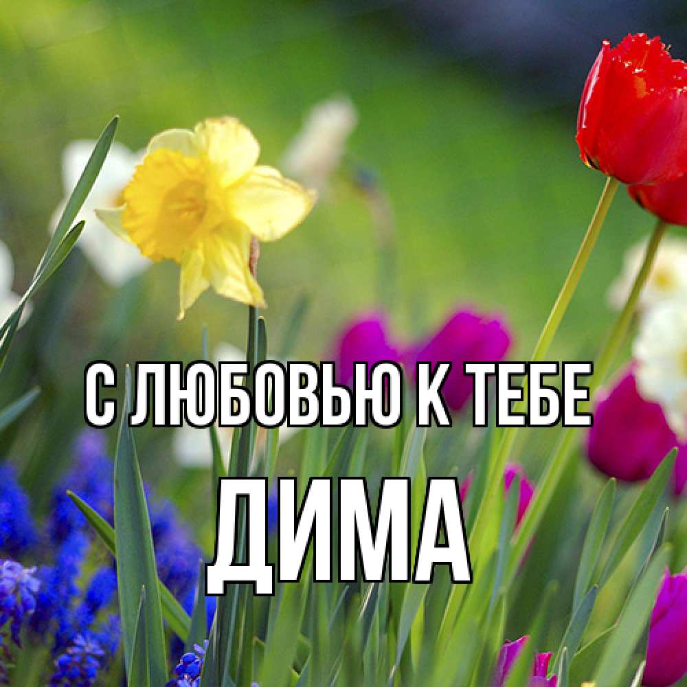 Открытка  с именем. Дима, С любовью к тебе  