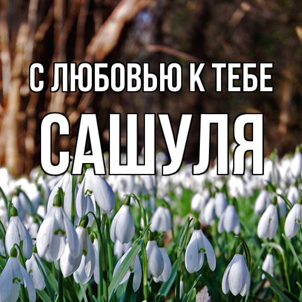 Открытка  с именем. Сашуля, С любовью к тебе  
