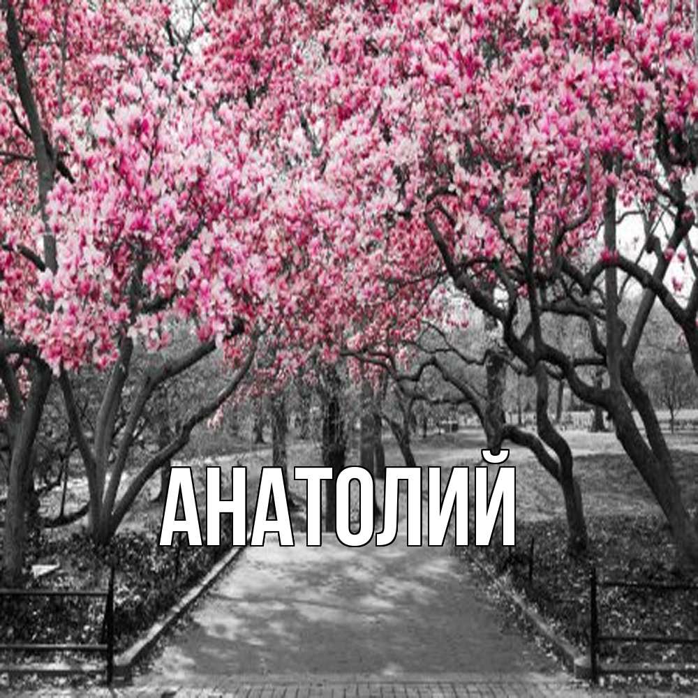 Открытка  с именем. Анатолий, Главная  