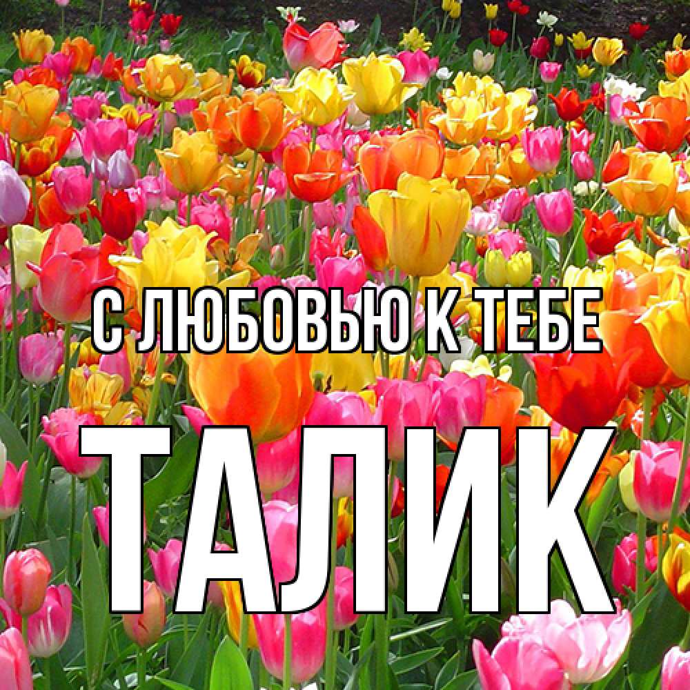 Открытка  с именем. Талик, С любовью к тебе  